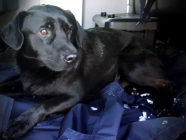 Żagańscy policjanci uratowali przemarzniętego psa. Mógł umrzeć z wychłodzenia