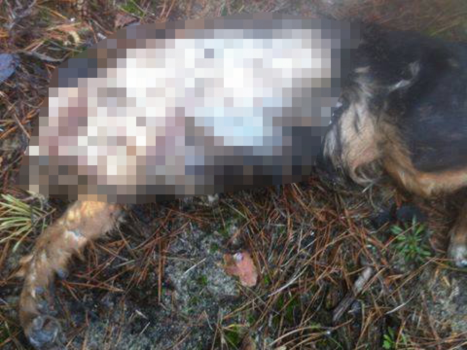Zielona Góra: Oprawca brutalnie zabił psa, pozbawił go głowy oraz łapy
