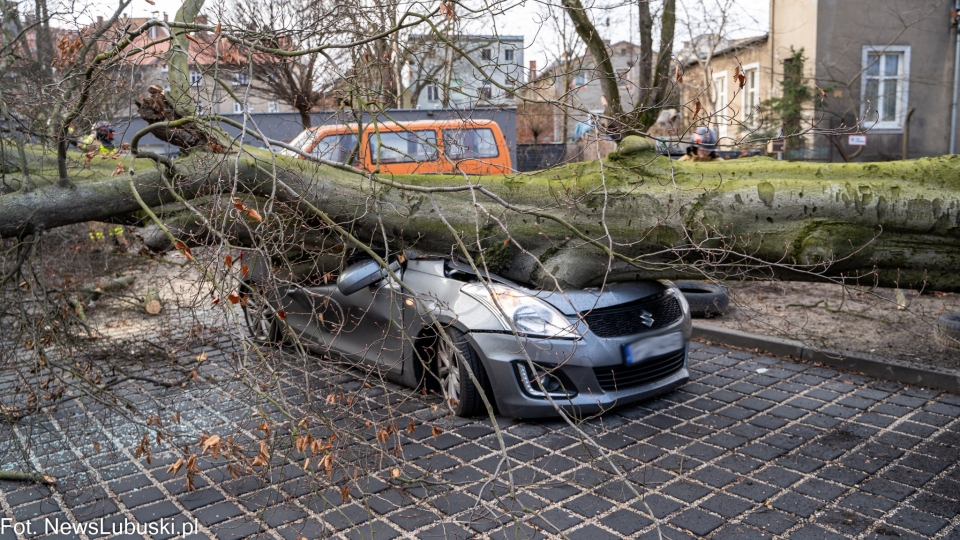 Powalone drzewo zmiażdżyło auto na parkingu w Zielonej Górze! (ZDJĘCIA)