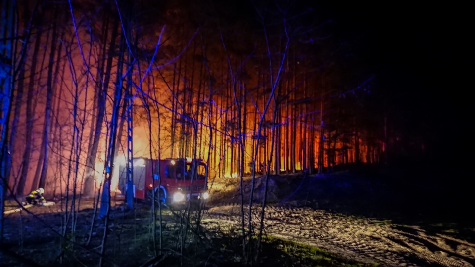 Groźny pożar lasu pod Sulechowem. "Ogień prawie łapał wierzchołki drzew"