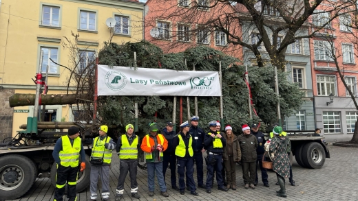 Wielka choinka stanęła na deptaku w Zielonej Górze. &quot;Jedna z lepszych&quot; (ZDJĘCIA)