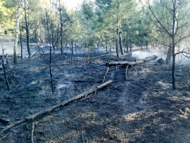 Pożar lasu pod Krosnem Odrzańskim. W akcji 13 zastępów straży pożarnej
