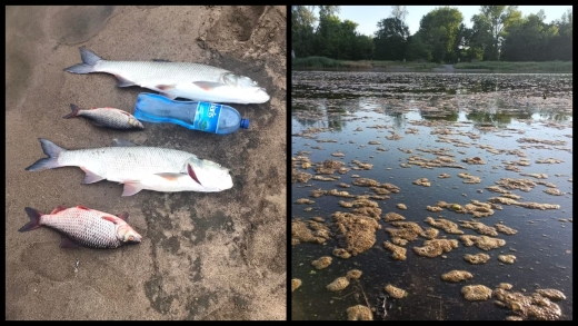 &quot;Nasza kochana rzeka umiera&quot;. Setki śniętych ryb w Odrze!