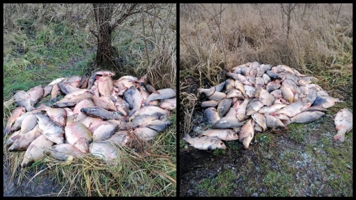 Ktoś wyrzucił martwe ryby przy drodze koło Nowogrodu Bobrzańskiego. &quot;Nie sprzedał, więc wyrzucił&quot;
