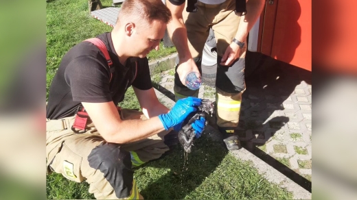 Strażacy z Gorzowa ratowali małego kotka. Był w instalacji deszczowej (ZDJĘCIA)