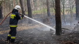 Strażacy z OSP podpalili las koło Krosna Odrzańskiego? Sprawę bada policja