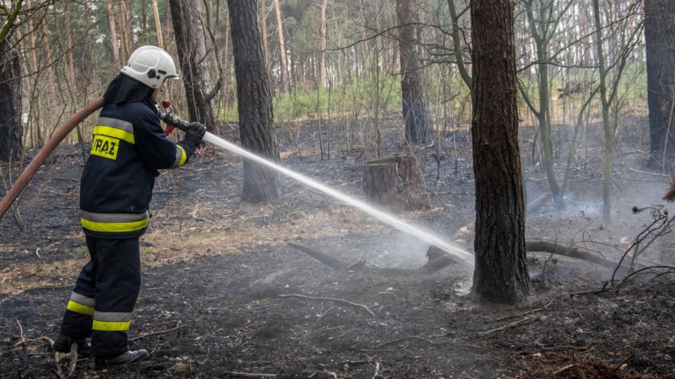 Strażacy z OSP podpalili las koło Krosna Odrzańskiego?