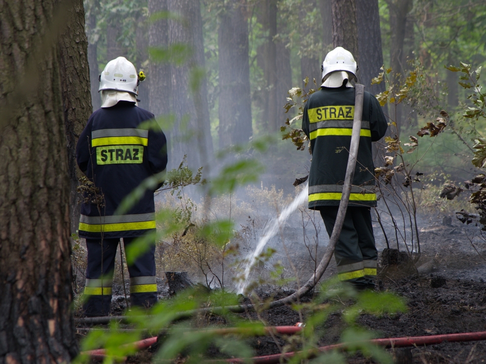 Duży pożar lasu w Nadleśnictwie Węgliniec. W akcji 15 zastępów straży pożarnej. Wspomagał ich samolot gaśniczy z lubuskiego (ZDJĘCIA)