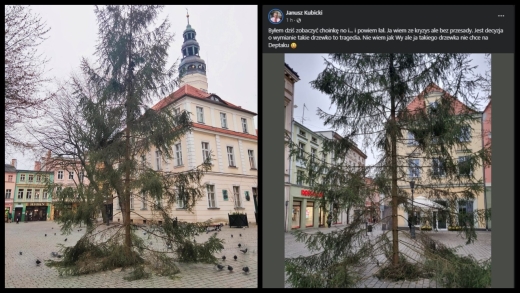 Zielona Góra: Leśnicy dali miastu choinkę na święta. Kubicki: &quot;takie drzewko to tragedia&quot;