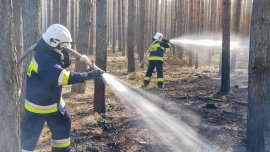 Pożar lasu w Buchałowie pod Zieloną Górą. Wezwano samolot gaśniczy (ZDJĘCIA)