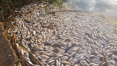 Tysiące śniętych ryb w jeziorze. Wina zbyt małej ilości tlenu w wodzie?