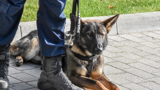 Policja w Strzelcach Krajeńskich ma nowego psa. Cerber patroluje już miasto (ZDJĘCIA)