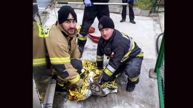 Zielona Góra: Strażacy ratowali sarnę, która wpadła do kanału