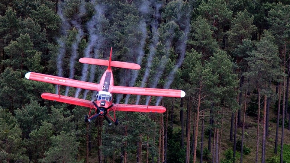 Lasy Państwowe walczą ze szkodnikami. Trwają opryski z samolotów, są zakazy wstępu do lasów