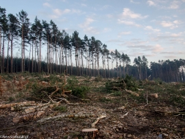 Cztery hektary lasu w Zielonej Górze poszły pod piłę. "Jak po przejściu tornada" (ZDJĘCIA)