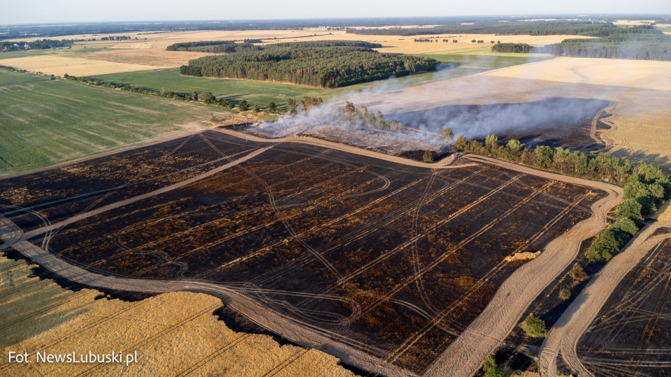 Pożar zboża na pniu pod Świebodzinem. Spłonęło blisko 100 hektarów! (ZDJĘCIA, FILM)