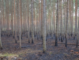 Pożar lasu i młodnika w Ciemnicach. Sytuacja była trudna i dynamiczna (ZDJĘCIA)
