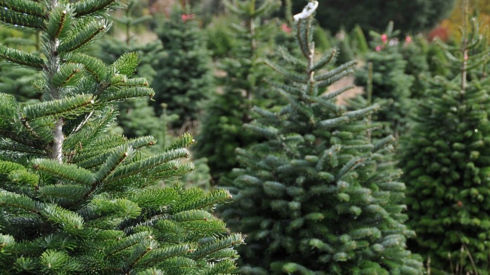 Zamieszanie wokół świątecznego drzewka. Jak dbać o choinkę?