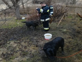 Milsko: Dwa psy utknęły w szambie. Wyciągali je strażacy (ZDJĘCIA)