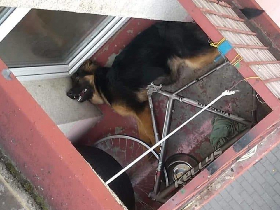 Zamykali psa bez wody na rozgrzanym balkonie. Właściciel katował zwierzę