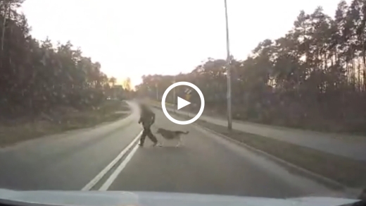 Kobieta z psem wbiega pod samochód w Zielonej Górze. Zobacz nagranie!