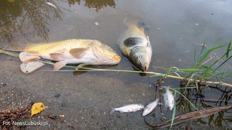 Martwe ryby w stawie w Zielonej Górze. Czy doszło do skażenia wodami z pożaru?