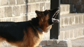 Agresywne owczarki zaatakowały dwa psy w Gorzowie. Policja szuka właściciela