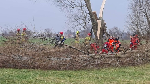 Konar drzewa przygniótł mężczyznę koło Gorzowa. Interweniował śmigłowiec LPR (ZDJĘCIA)
