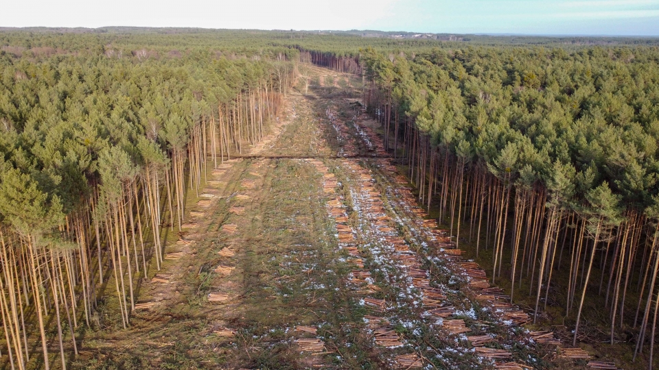 Trwa wycinka drzew pod budowę południowej obwodnicy Zielonej Góry