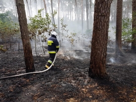 Pożar lasu w Przytocznej. W akcji 7 zastępów straży pożarnej i 2 samoloty gaśnicze (ZDJĘCIA)