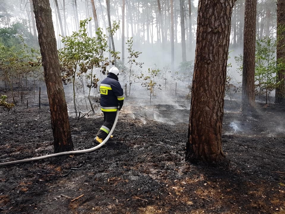 Pożar lasu w Przytocznej. W akcji 7 zastępów straży pożarnej i 2 samoloty gaśnicze