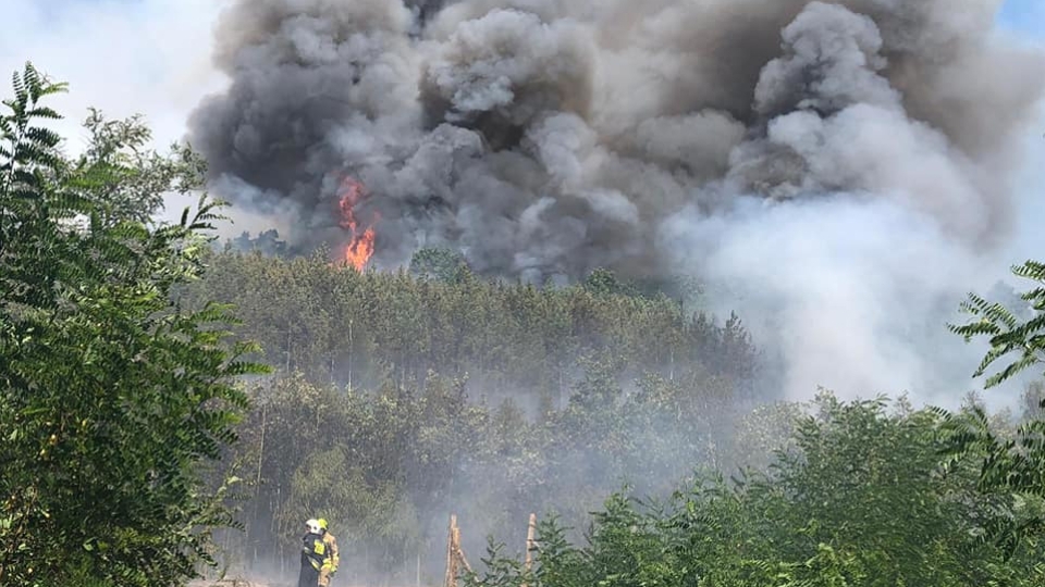 Pożar lasu koło Świebodzina. W akcji 22 zastępy straży pożarnej i samolot