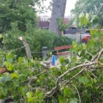 web_slaskie-drzewo-24