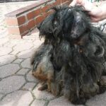 OTOZ Animals Zielona Góra
