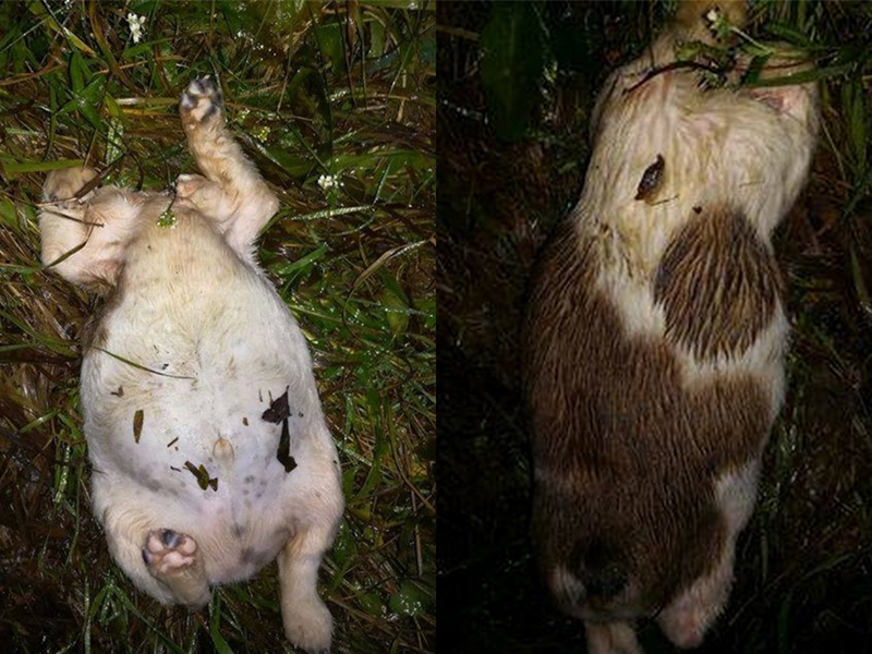 OTOZ Animals