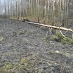 PozarLasStrzelce06