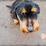 OTOZ Animals - Inspektorat Zielona Góra
