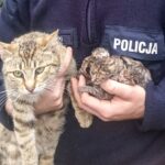 KPP Wschowa/Lubuska Policja