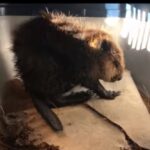 OTOZ Animals Zielona Góra