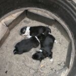 OTOZ Animals Zielona Góra