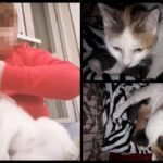 Anaconda Fundacja Obrony Praw Zwierząt/TikTok