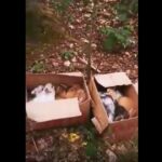 Screen z filmu/OTOZ Animals Zielona Góra