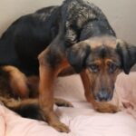 OTOZ Animals Zielona Góra