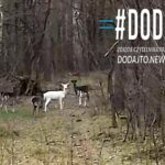 Fot. Pan Piotr/#dodajto