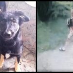 Miejskie Schronisko dla Bezdomnych Zwierząt w Żarach