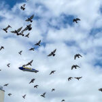 goodyear-blimp-1