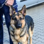 Lubuska Policja
