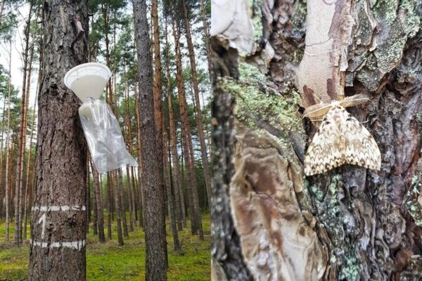 Fot. Nadleśnictwo Krzystkowice