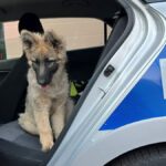 Lubuska Policja