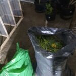 PlantacjaMarichuanySzprotawa29